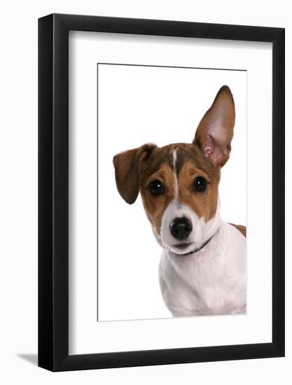 Domestic Dog, Jack Russell Terrier, female puppy, with one ear up-Chris Brignell-Framed Photographic Print