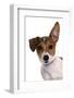 Domestic Dog, Jack Russell Terrier, female puppy, with one ear up-Chris Brignell-Framed Photographic Print