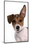 Domestic Dog, Jack Russell Terrier, female puppy, with one ear up-Chris Brignell-Mounted Photographic Print