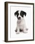 Domestic Dog, Jack Russell Terrier, puppy, sitting-Chris Brignell-Framed Photographic Print