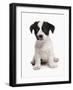 Domestic Dog, Jack Russell Terrier, puppy, sitting-Chris Brignell-Framed Photographic Print