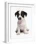 Domestic Dog, Jack Russell Terrier, puppy, sitting-Chris Brignell-Framed Photographic Print