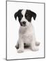 Domestic Dog, Jack Russell Terrier, puppy, sitting-Chris Brignell-Mounted Photographic Print