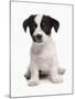 Domestic Dog, Jack Russell Terrier, puppy, sitting-Chris Brignell-Mounted Photographic Print