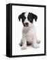 Domestic Dog, Jack Russell Terrier, puppy, sitting-Chris Brignell-Framed Stretched Canvas