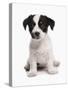 Domestic Dog, Jack Russell Terrier, puppy, sitting-Chris Brignell-Stretched Canvas