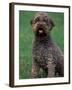 Domestic Dog -Lagotta Romagnolo Sitting Portrait-Adriano Bacchella-Framed Photographic Print