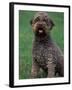 Domestic Dog -Lagotta Romagnolo Sitting Portrait-Adriano Bacchella-Framed Photographic Print