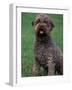 Domestic Dog -Lagotta Romagnolo Sitting Portrait-Adriano Bacchella-Framed Photographic Print