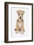 Domestic Dog, Lakeland Terrier, puppy, sitting-Chris Brignell-Framed Photographic Print