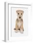 Domestic Dog, Lakeland Terrier, puppy, sitting-Chris Brignell-Framed Photographic Print