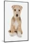 Domestic Dog, Lakeland Terrier, puppy, sitting-Chris Brignell-Mounted Photographic Print