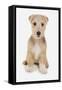 Domestic Dog, Lakeland Terrier, puppy, sitting-Chris Brignell-Framed Stretched Canvas