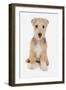 Domestic Dog, Lakeland Terrier, puppy, sitting-Chris Brignell-Framed Photographic Print