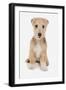 Domestic Dog, Lakeland Terrier, puppy, sitting-Chris Brignell-Framed Photographic Print