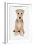 Domestic Dog, Lakeland Terrier, puppy, sitting-Chris Brignell-Framed Photographic Print