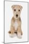 Domestic Dog, Lakeland Terrier, puppy, sitting-Chris Brignell-Mounted Photographic Print