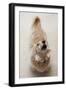 Domestic Dog, Long-haired Miniature Dachshund, adult, barking-Angela Hampton-Framed Photographic Print