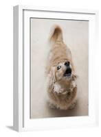 Domestic Dog, Long-haired Miniature Dachshund, adult, barking-Angela Hampton-Framed Photographic Print