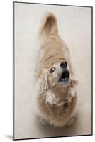 Domestic Dog, Long-haired Miniature Dachshund, adult, barking-Angela Hampton-Mounted Photographic Print