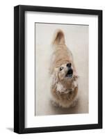 Domestic Dog, Long-haired Miniature Dachshund, adult, barking-Angela Hampton-Framed Photographic Print