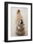 Domestic Dog, Long-haired Miniature Dachshund, adult, barking-Angela Hampton-Framed Photographic Print