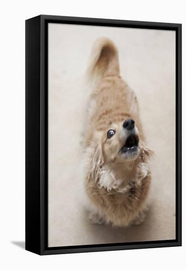Domestic Dog, Long-haired Miniature Dachshund, adult, barking-Angela Hampton-Framed Stretched Canvas