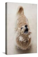 Domestic Dog, Long-haired Miniature Dachshund, adult, barking-Angela Hampton-Stretched Canvas