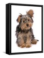 Domestic Dog, mongrel puppy, sitting-Chris Brignell-Framed Stretched Canvas