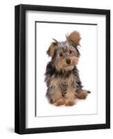 Domestic Dog, mongrel puppy, sitting-Chris Brignell-Framed Premium Photographic Print