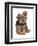 Domestic Dog, mongrel puppy, sitting-Chris Brignell-Framed Premium Photographic Print