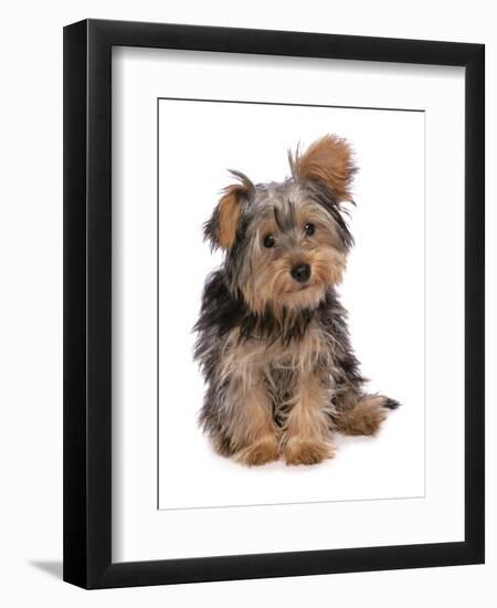 Domestic Dog, mongrel puppy, sitting-Chris Brignell-Framed Premium Photographic Print