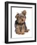 Domestic Dog, mongrel puppy, sitting-Chris Brignell-Framed Premium Photographic Print