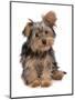 Domestic Dog, mongrel puppy, sitting-Chris Brignell-Mounted Premium Photographic Print