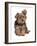 Domestic Dog, mongrel puppy, sitting-Chris Brignell-Framed Photographic Print