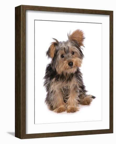 Domestic Dog, mongrel puppy, sitting-Chris Brignell-Framed Photographic Print