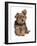 Domestic Dog, mongrel puppy, sitting-Chris Brignell-Framed Photographic Print