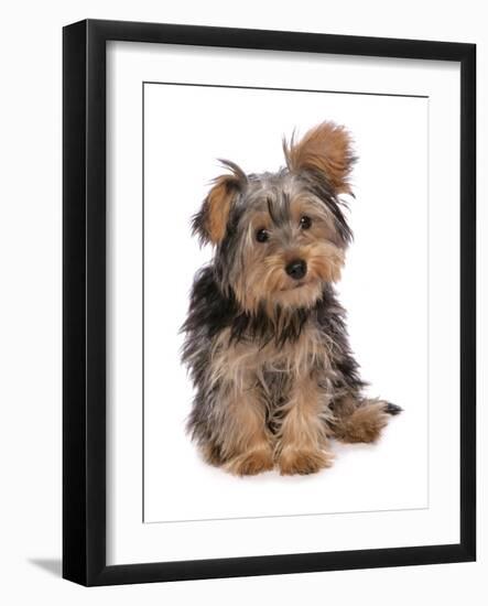 Domestic Dog, mongrel puppy, sitting-Chris Brignell-Framed Photographic Print