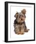 Domestic Dog, mongrel puppy, sitting-Chris Brignell-Framed Photographic Print