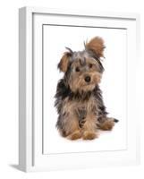 Domestic Dog, mongrel puppy, sitting-Chris Brignell-Framed Photographic Print