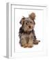 Domestic Dog, mongrel puppy, sitting-Chris Brignell-Framed Photographic Print