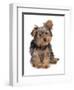 Domestic Dog, mongrel puppy, sitting-Chris Brignell-Framed Photographic Print