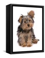 Domestic Dog, mongrel puppy, sitting-Chris Brignell-Framed Stretched Canvas