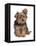 Domestic Dog, mongrel puppy, sitting-Chris Brignell-Framed Stretched Canvas