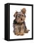 Domestic Dog, mongrel puppy, sitting-Chris Brignell-Framed Stretched Canvas