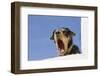 Domestic Dog, mongrel, puppy, wearing collar-Angela Hampton-Framed Photographic Print