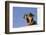 Domestic Dog, mongrel, puppy, wearing collar-Angela Hampton-Framed Photographic Print