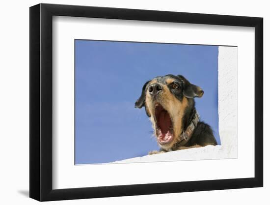 Domestic Dog, mongrel, puppy, wearing collar-Angela Hampton-Framed Photographic Print