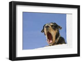 Domestic Dog, mongrel, puppy, wearing collar-Angela Hampton-Framed Photographic Print