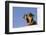 Domestic Dog, mongrel, puppy, wearing collar-Angela Hampton-Framed Photographic Print